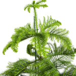 Auricaria 25 cms pots - 1 mtrs height