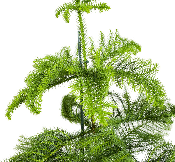 Auricaria 25 cms pots - 1 mtrs height