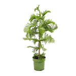 Auricaria 25 cms pots - 1 mtrs height