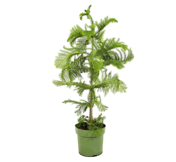 Auricaria 25 cms pots - 1 mtrs height