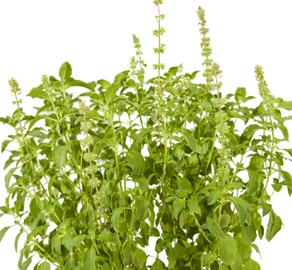 Basil