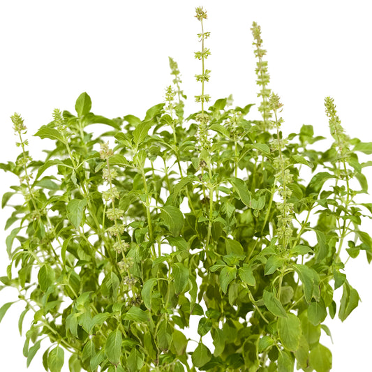 Basil