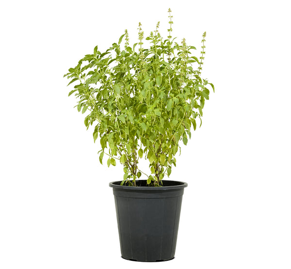 Basil