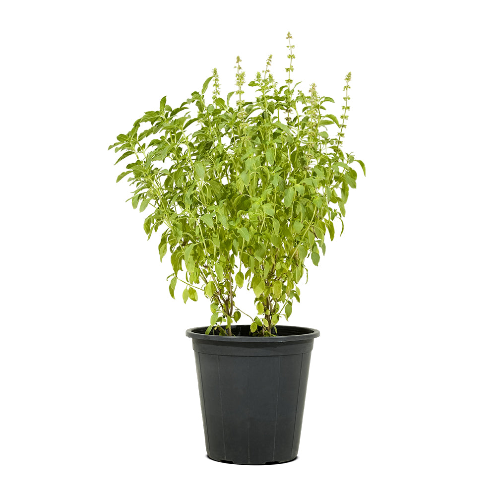 Basil