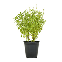Basil