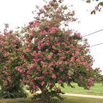 Bauhinia Blakeana-IM-Tree-W:3Dia-S:70 cms-H:3.3 mtrs