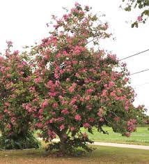 Bauhinia Blakeana-IM-Tree-W:3Dia-S:70 cms-H:3.3 mtrs