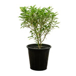 Zanthoxylum odorum Bissan