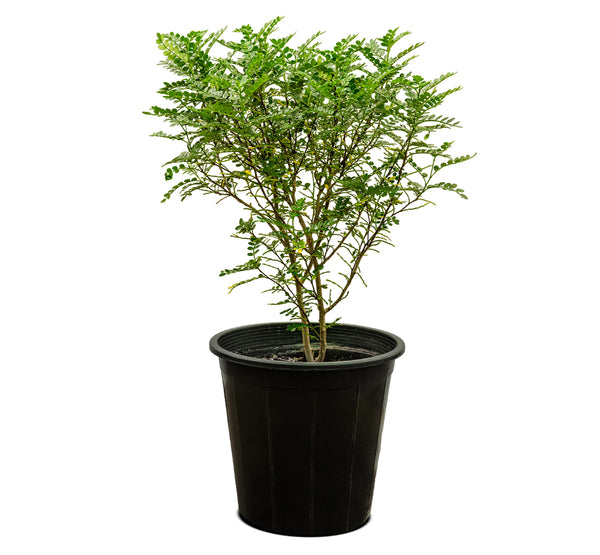 Zanthoxylum odorum Bissan