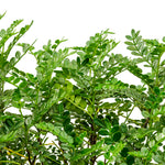 Zanthoxylum odorum Bissan