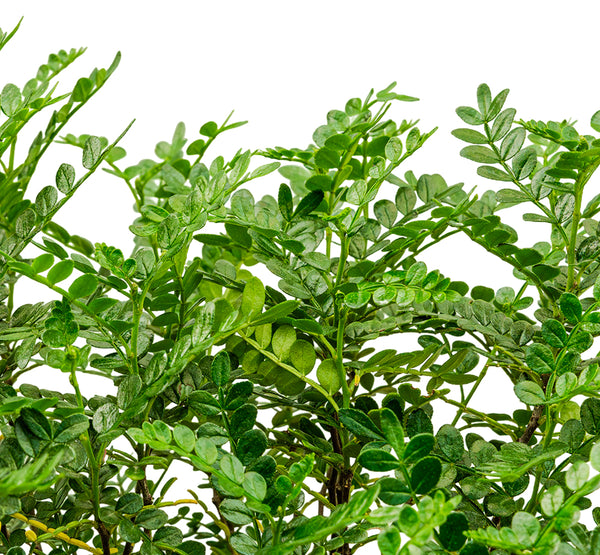 Zanthoxylum odorum Bissan