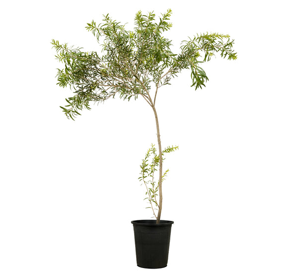 Callistemon ( Bottle Brush)