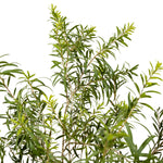 Callistemon ( Bottle Brush)
