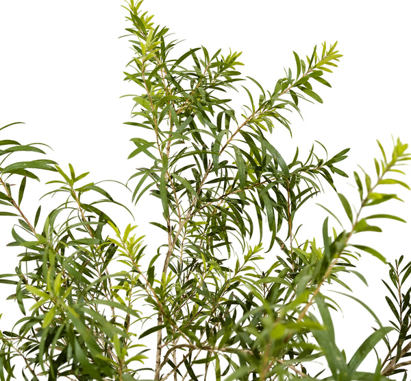 Callistemon ( Bottle Brush)