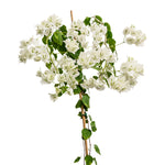 Bougainvilla With Stick 18 cms pots - 1.2 mtrs height