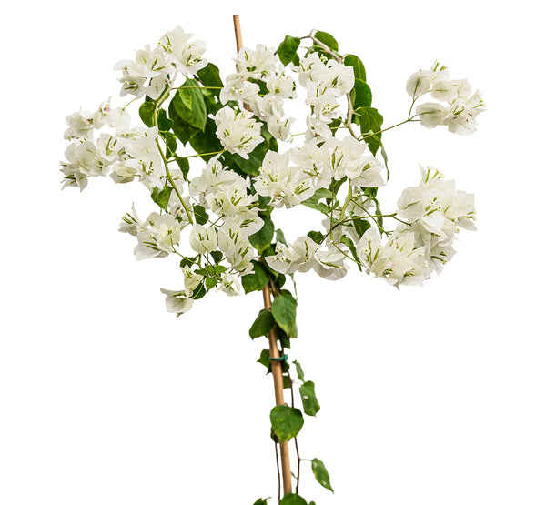 Bougainvilla With Stick 18 cms pots - 1.2 mtrs height