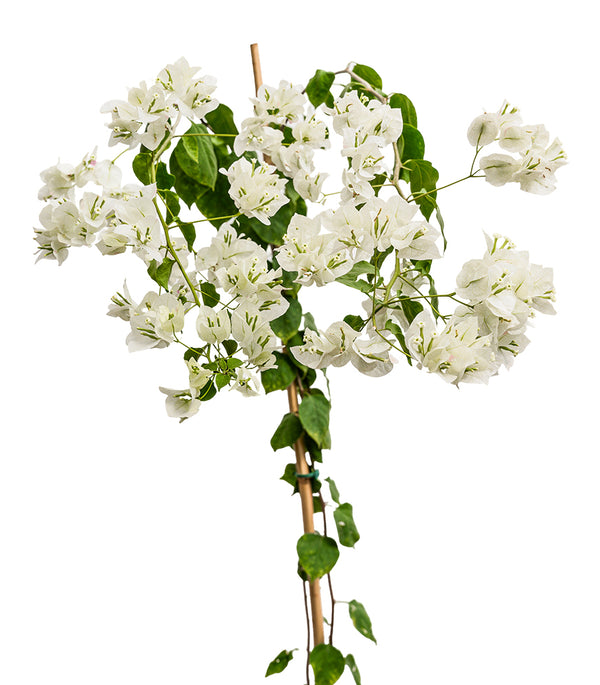 Bougainvilla With Stick 18 cms pots - 1.2 mtrs height