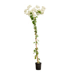 Bougainvilla With Stick 18 cms pots - 1.2 mtrs height