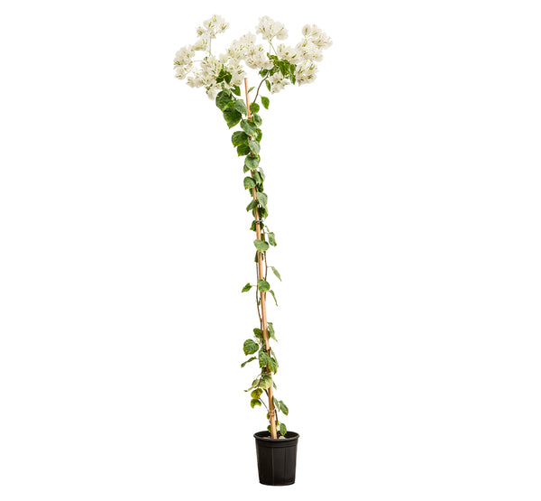 Bougainvilla With Stick 18 cms pots - 1.2 mtrs height