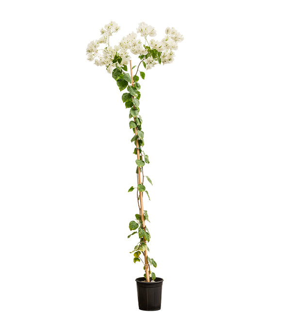 Bougainvilla With Stick 18 cms pots - 1.2 mtrs height