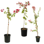 Bougainvillea Climbing -PR-climbing plants-W:0-S:25 cms-H:60 cm