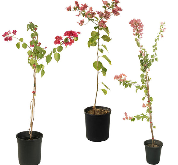 Bougainvillea Climbing -PR-climbing plants-W:0-S:25 cms-H:60 cm