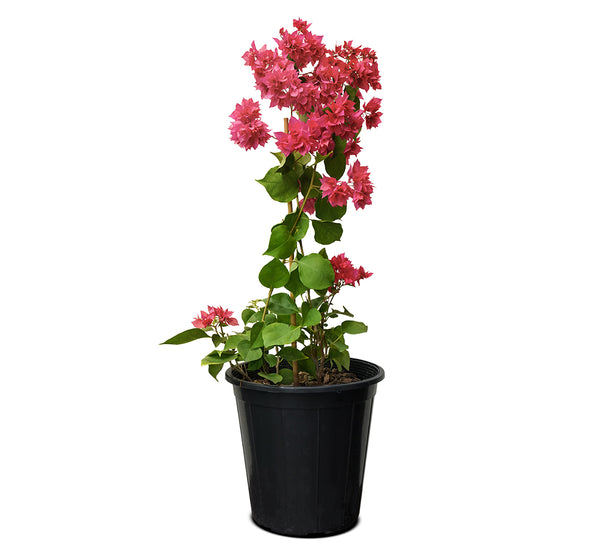 Bougainvillea Climbing