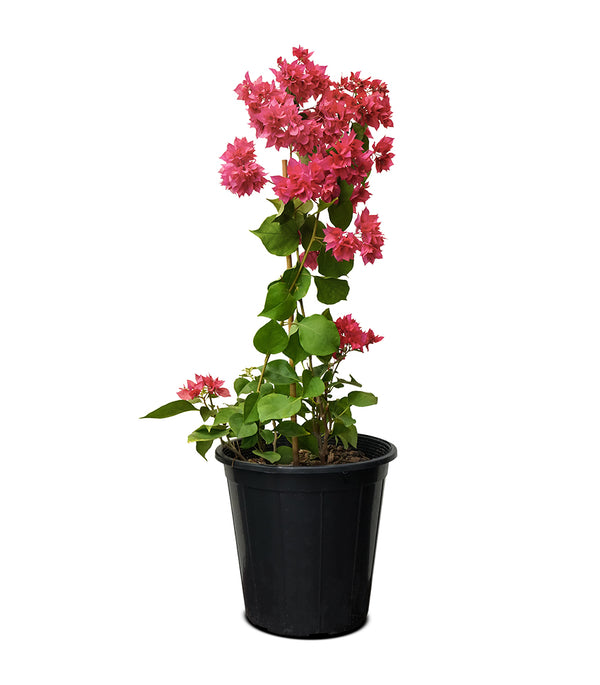 Bougainvillea Climbing