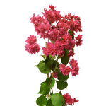 Bougainvillea Climbing