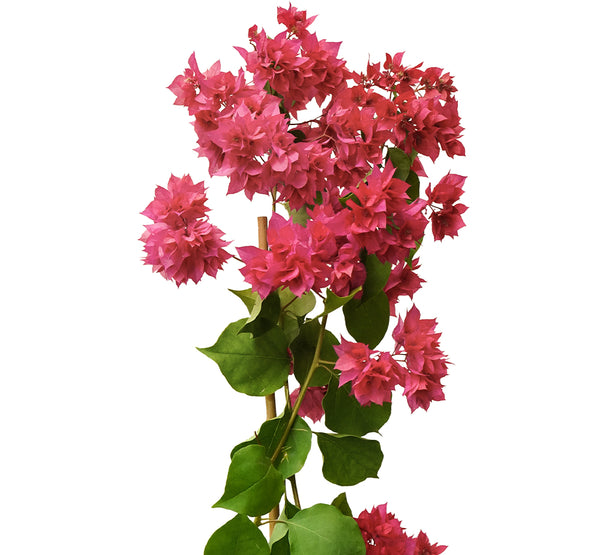 Bougainvillea Climbing