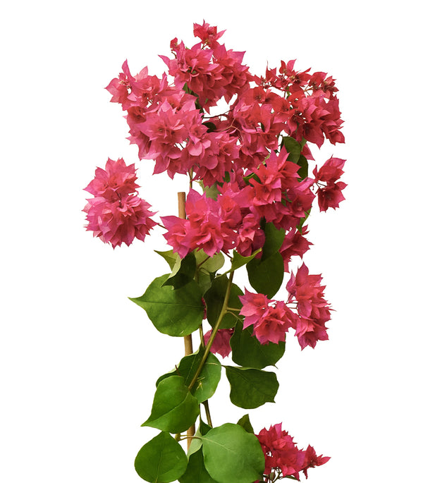 Bougainvillea Climbing