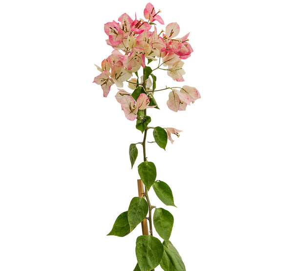 Bougainvilla With Stick 18 cms pots - 1.2 mtrs height