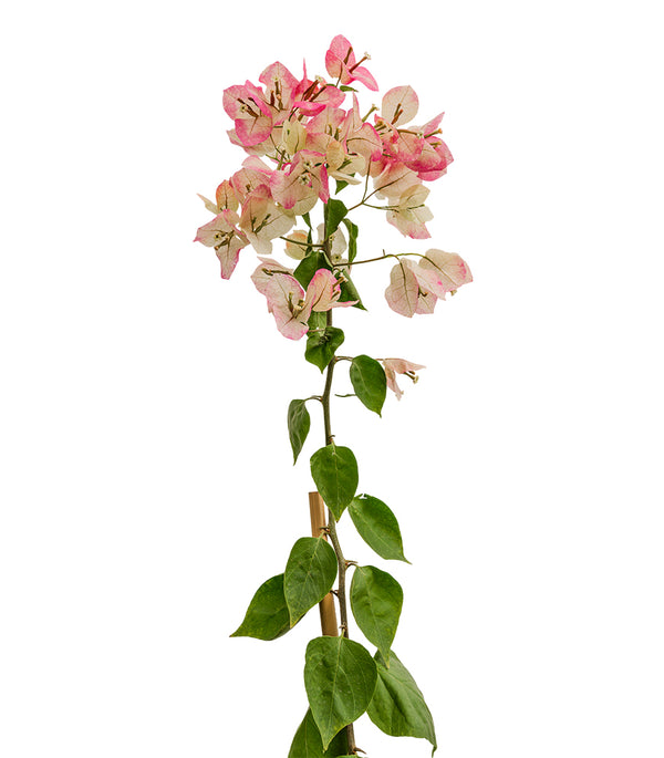 Bougainville with Stick