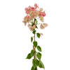 Bougainvilla With Stick 18 cms pots - 1.2 mtrs height
