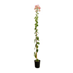 Bougainvilla With Stick 18 cms pots - 1.2 mtrs height