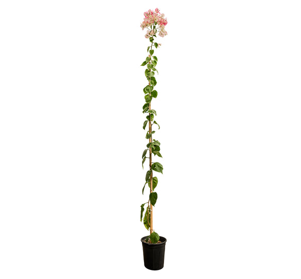 Bougainvilla With Stick 18 cms pots - 1.2 mtrs height