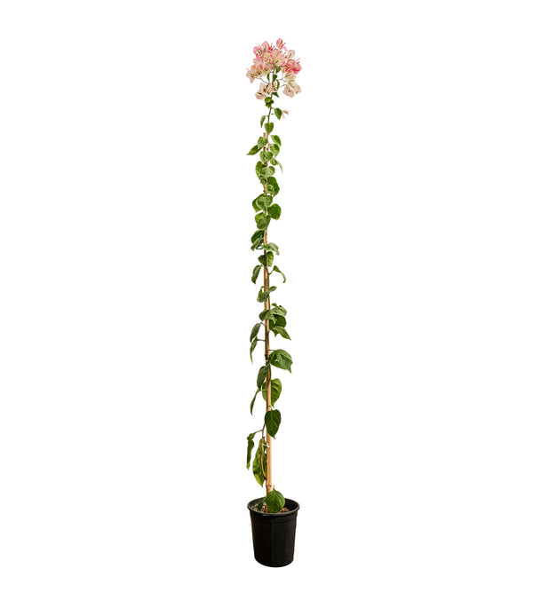 Bougainville with Stick