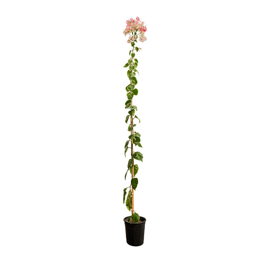 Bougainville with Stick