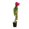Bougainvilla With Stick 25 cms pots- 1.5 mtrs height