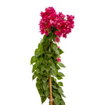 Bougainvilla With Stick 25 cms pots- 1.5 mtrs height