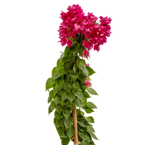 Bougainvilla With Stick 25 cms pots- 1.5 mtrs height