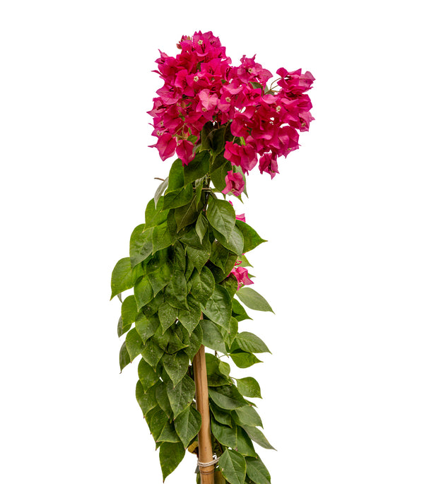 Bougainvilla With Stick 25 cms pots- 1.5 mtrs height