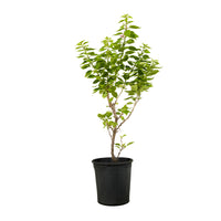 Bougainville Dwarf Shrub