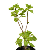 Bougainville Dwarf Shrub