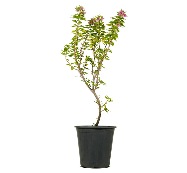 Bougainvilla Dwarf