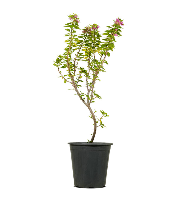Bougainvilla Dwarf
