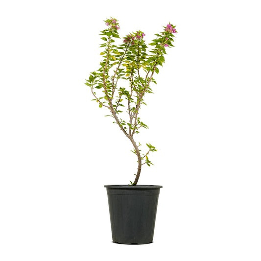 Bougainville Dwarf Shrub