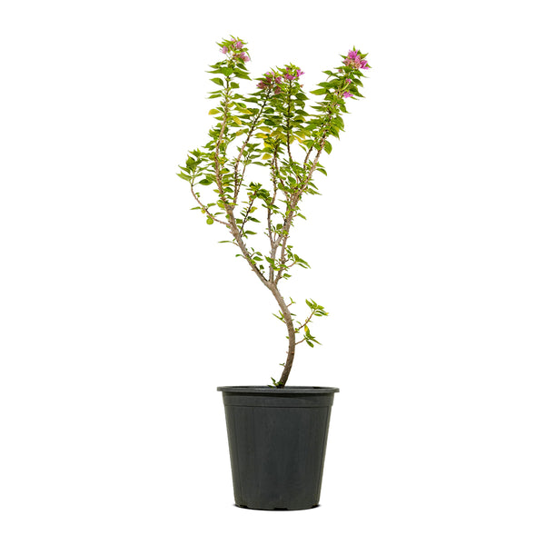 Bougainville Dwarf Shrub