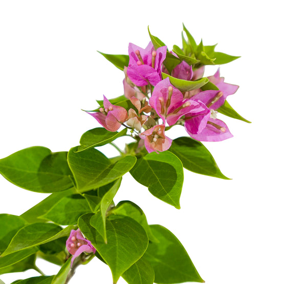 Bougainvilla Dwarf