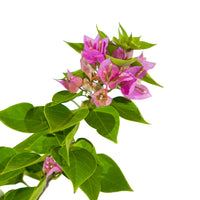 Bougainville Dwarf Shrub